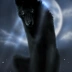 wolfy12