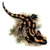 salamandra95pl