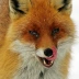 foxfoxy741