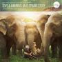 Soundtrack Love & Bananas: an Elephant Story