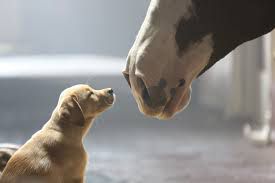 budweiser___puppy_love