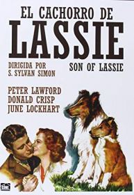 syn_lassie