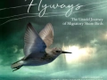 Soundtrack Flyways: the untold journey of migratory shorebirds